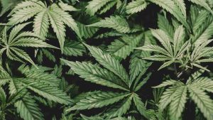 Experts Discuss Use of Marijuana