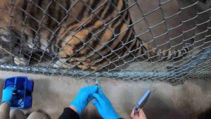 Oakland Zoo Administers Experiment COVID Vaccine to Animal