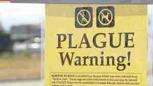 Child Dies of Plague
